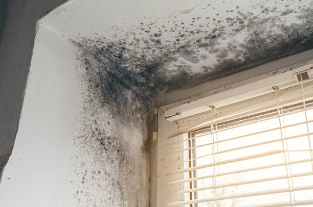 Affordable Mold Cleanup solutions in Lakewood, WA
